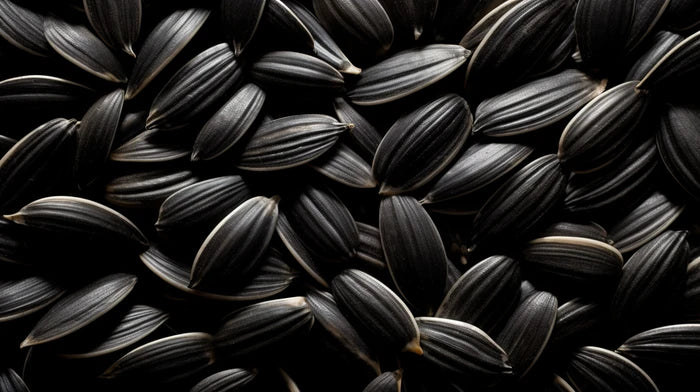 Sun flower seeds