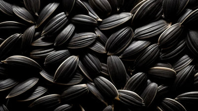 Sun flower seeds